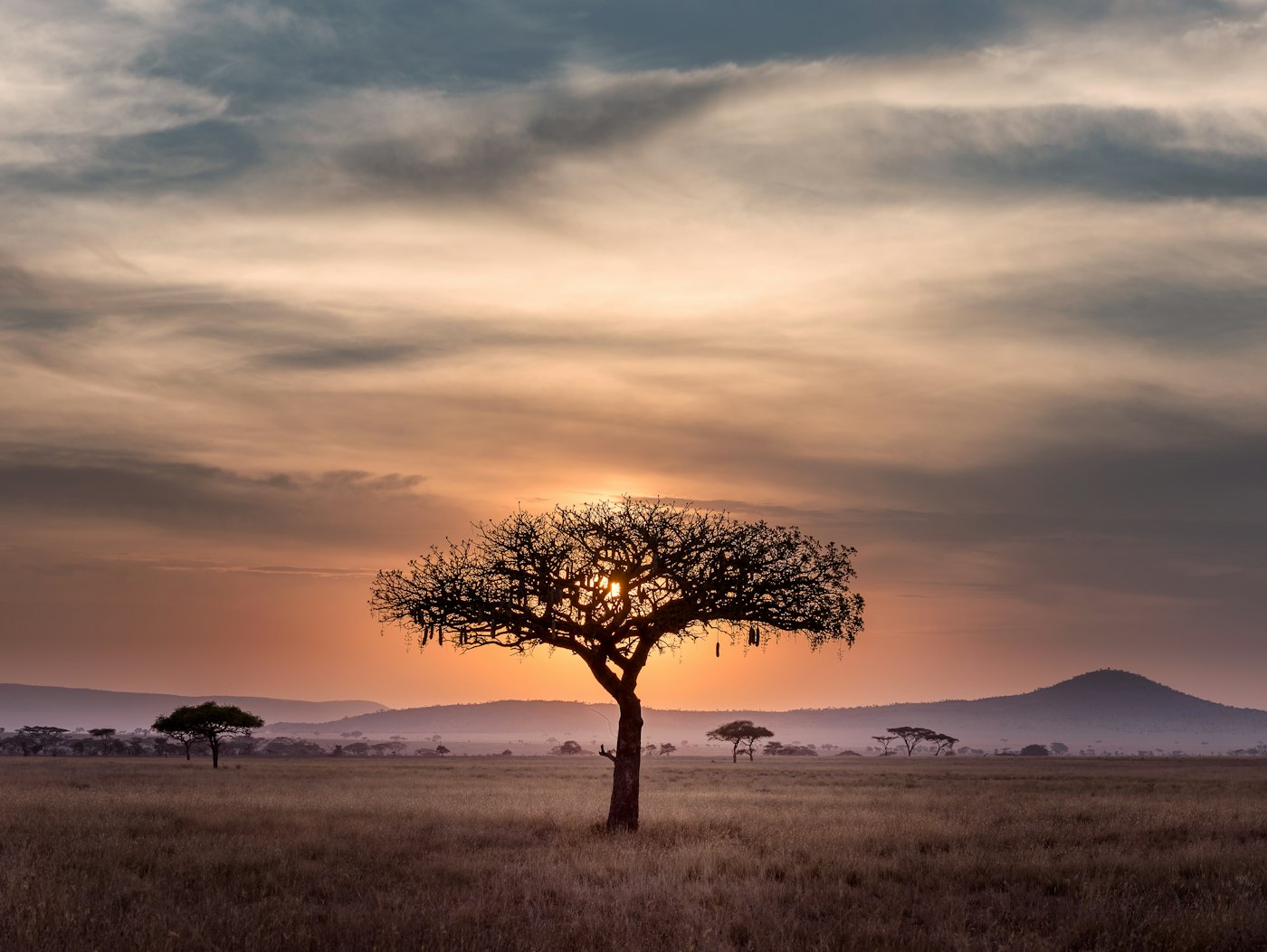 An acacia tree on the savanna at sunset